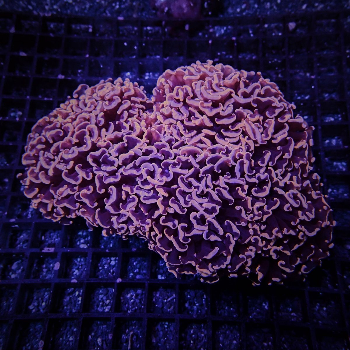 画像2: お問い合わせページ (2)