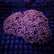 画像2: お問い合わせページ (2)