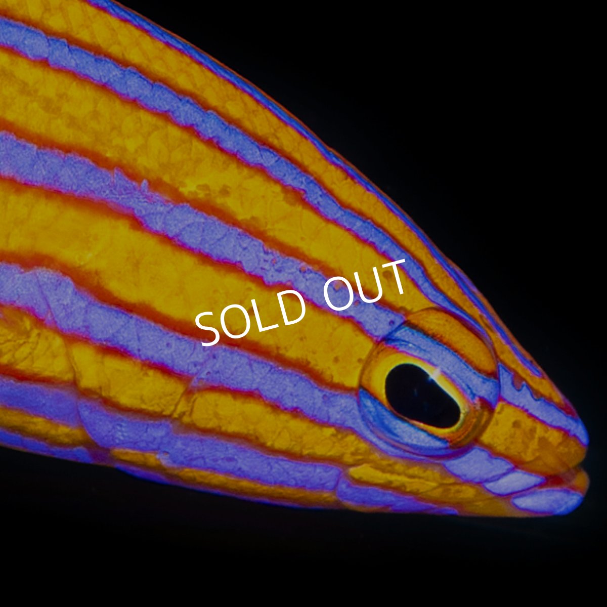 画像1: キャンディバスレット (1)