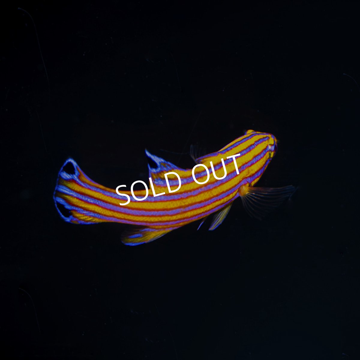 画像2: キャンディバスレット (2)