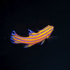 画像2: キャンディバスレット (2)