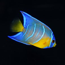 画像1: クイーンエンゼル　カリブ (1)