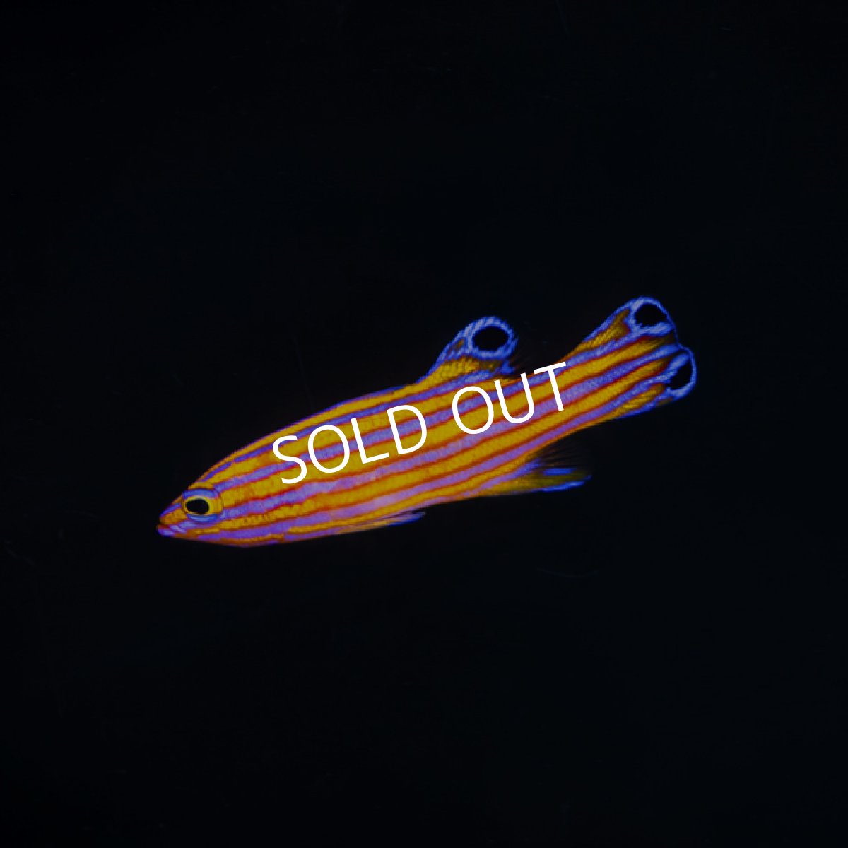 画像1: キャンディバスレット (1)