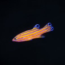 画像1: キャンディバスレット (1)