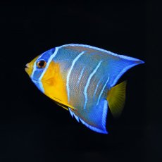 画像2: クイーンエンゼル　カリブ (2)