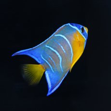 画像3: クイーンエンゼル　カリブ (3)