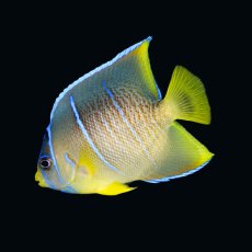 画像3: ブルーエンゼル MS カリブ (3)