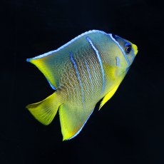 画像2: ブルーエンゼル MS カリブ (2)