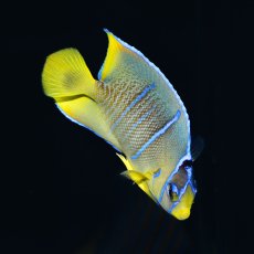 画像1: ブルーエンゼル MS カリブ (1)