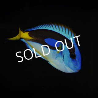 ナンヨウハギ イエローベリータイプ - 海水魚専門店 ceppo onlinestore