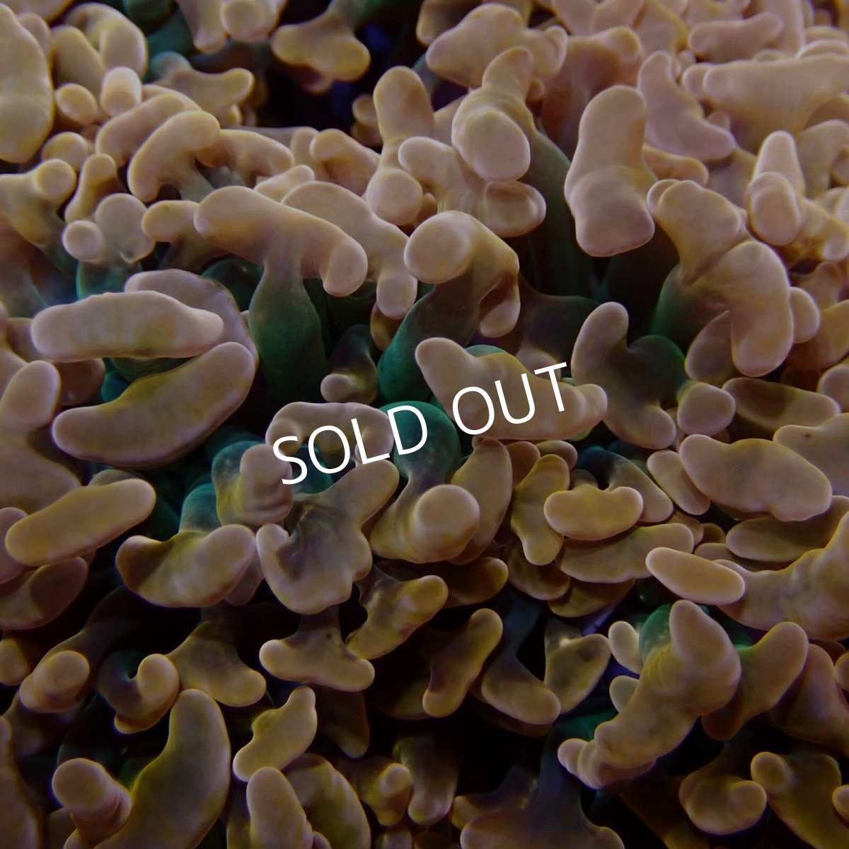 画像2: CF ナガレハナサンゴ  CUSTOM RARE Gold Green Stem L-size (2)