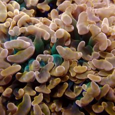 画像2: CF ナガレハナサンゴ  CUSTOM RARE Gold Green Stem L-size (2)