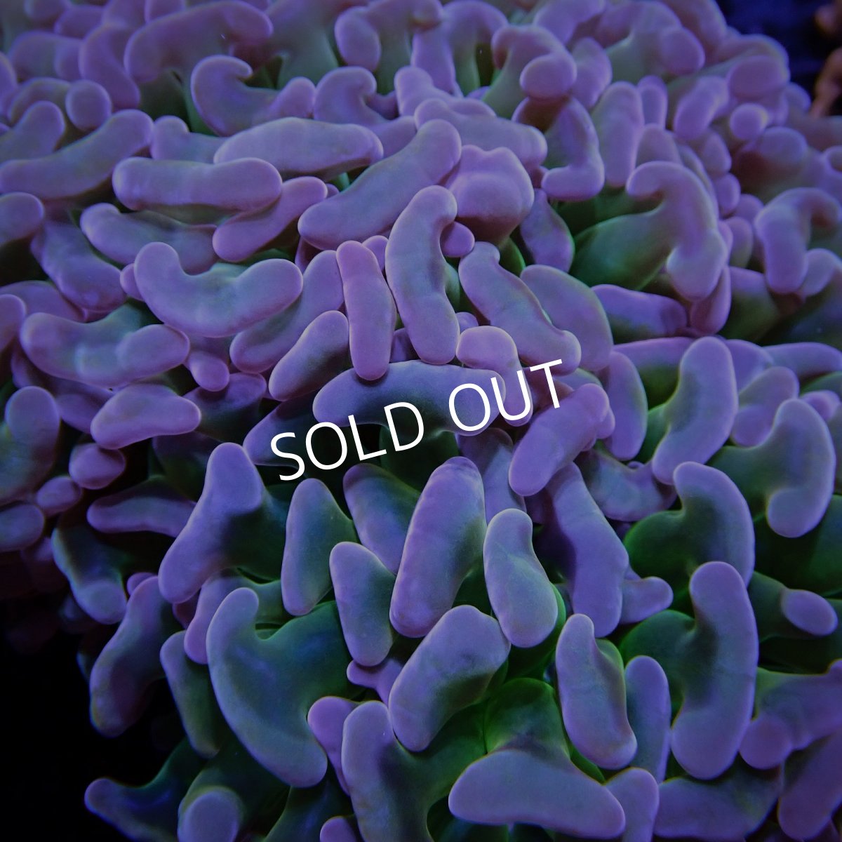 画像3: CF ナガレハナサンゴ CUSTOM RARE Pink Green Stem L-size (3)