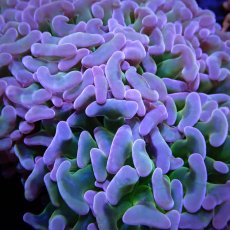 画像3: CF ナガレハナサンゴ CUSTOM RARE Pink Green Stem L-size (3)