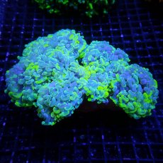 画像1: CF ナガレハナサンゴ TIFFANY Bule L-size (1)