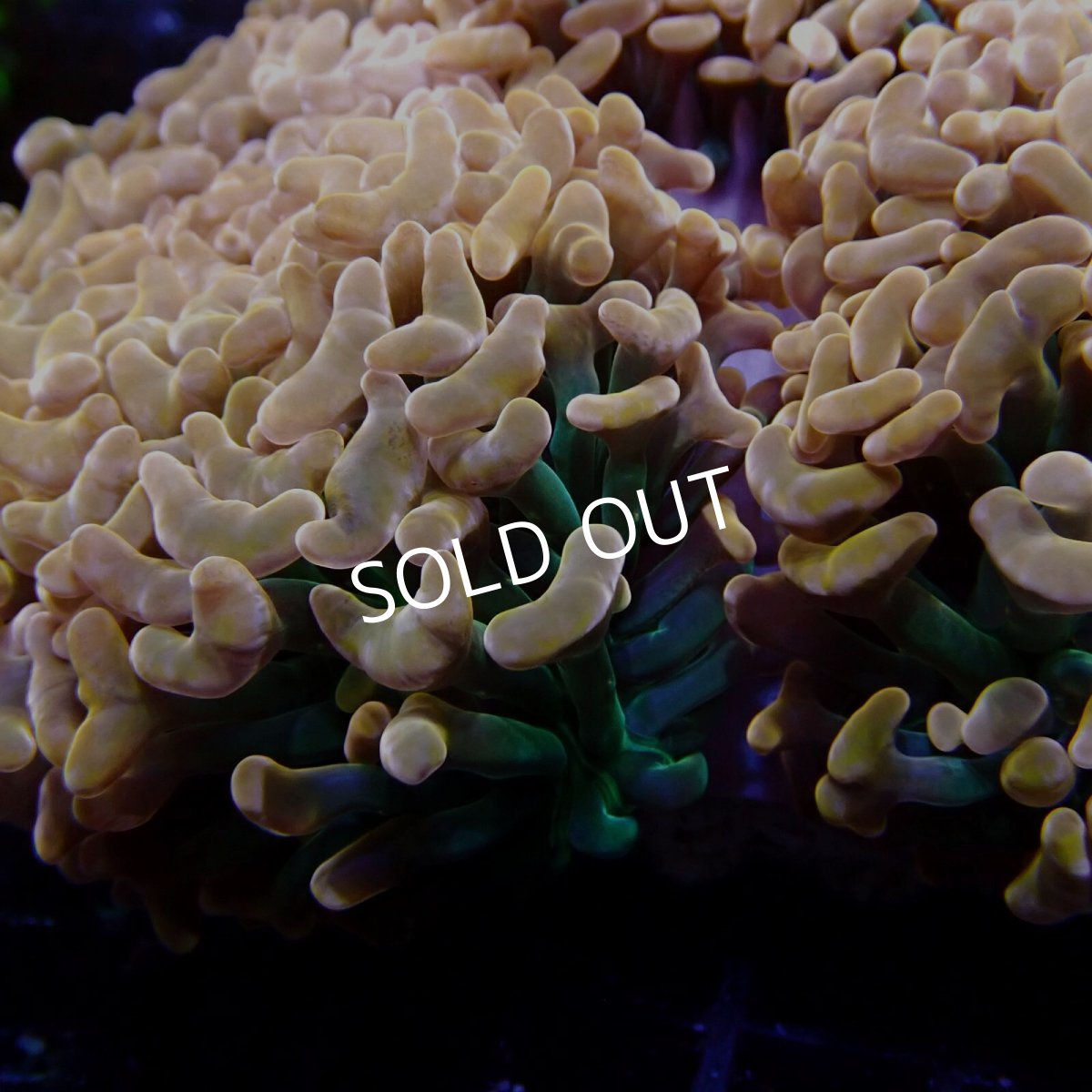 画像3: CF ナガレハナサンゴ  CUSTOM RARE Gold Green Stem L-size (3)