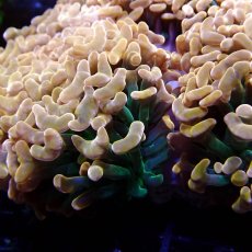 画像3: CF ナガレハナサンゴ  CUSTOM RARE Gold Green Stem L-size (3)