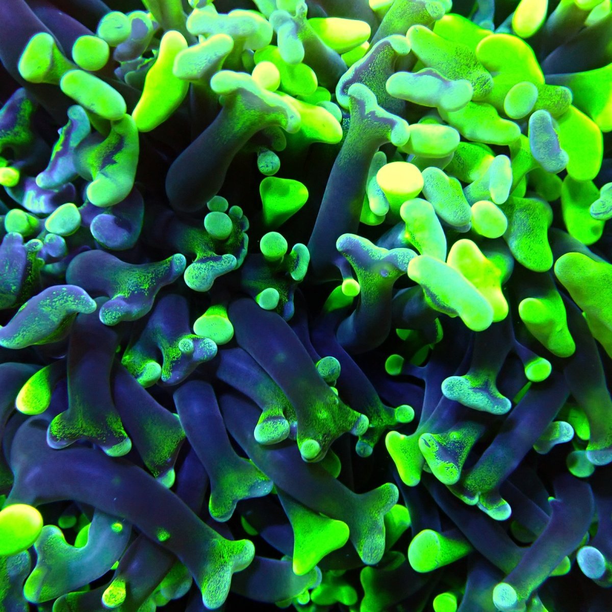 画像1: CF ナガレハナサンゴ Two Tone Green XL-size (1)