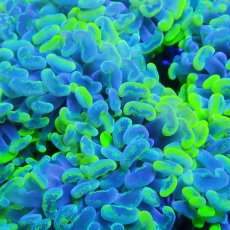 画像2: CF ナガレハナサンゴ TIFFANY Bule L-size (2)