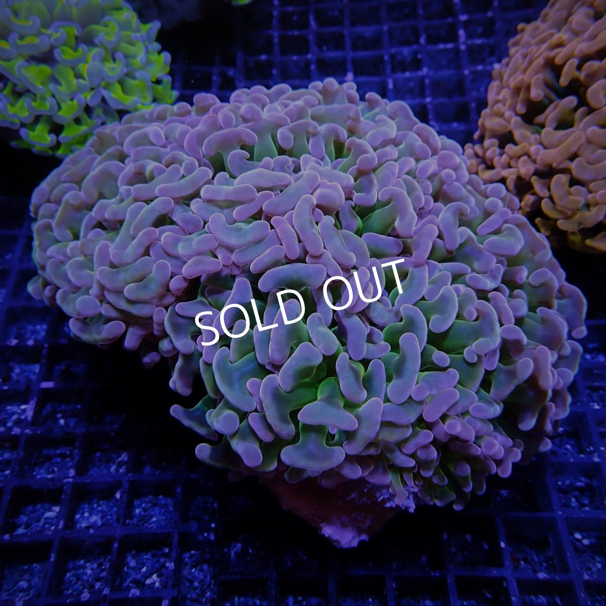 画像1: CF ナガレハナサンゴ CUSTOM RARE Pink Green Stem L-size (1)