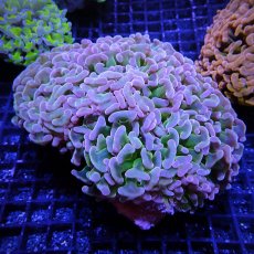 画像1: CF ナガレハナサンゴ CUSTOM RARE Pink Green Stem L-size (1)