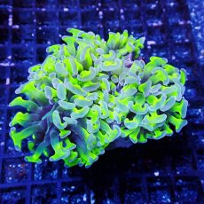 画像1: CF ナガレハナサンゴ Two Tone Green S-size (1)