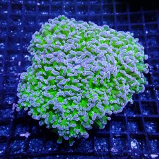 画像1: CF Frammer Coral ナガレハナ×コエダナガレ Two Tone Green M-size (1)