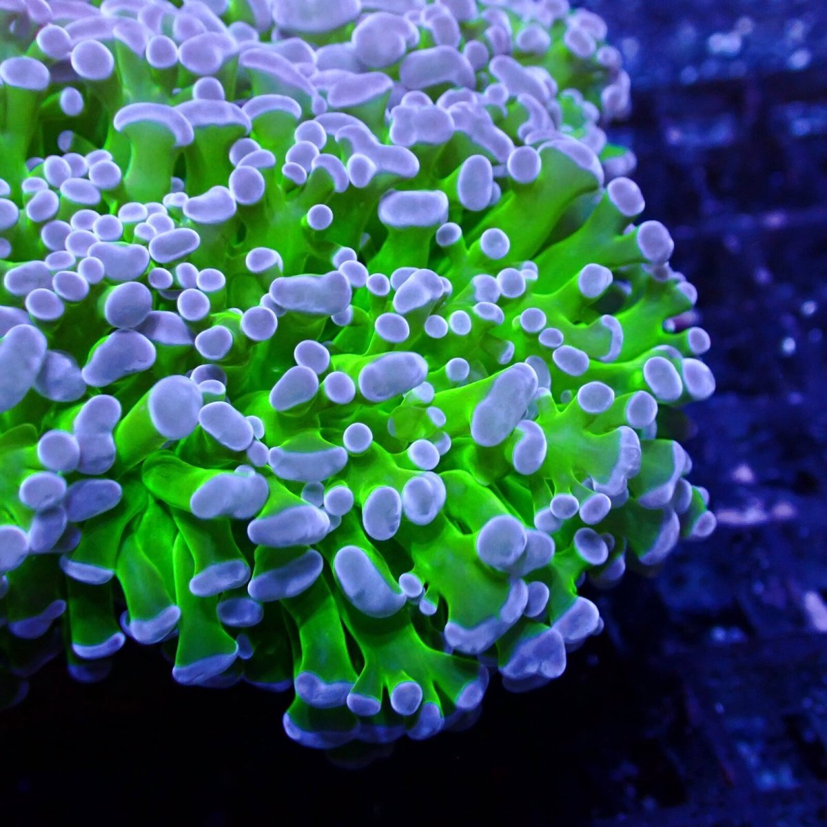 画像2: CF Frammer Coral ナガレハナ×コエダナガレ Two Tone Green M-size (2)