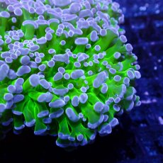 画像2: CF Frammer Coral ナガレハナ×コエダナガレ Two Tone Green M-size (2)