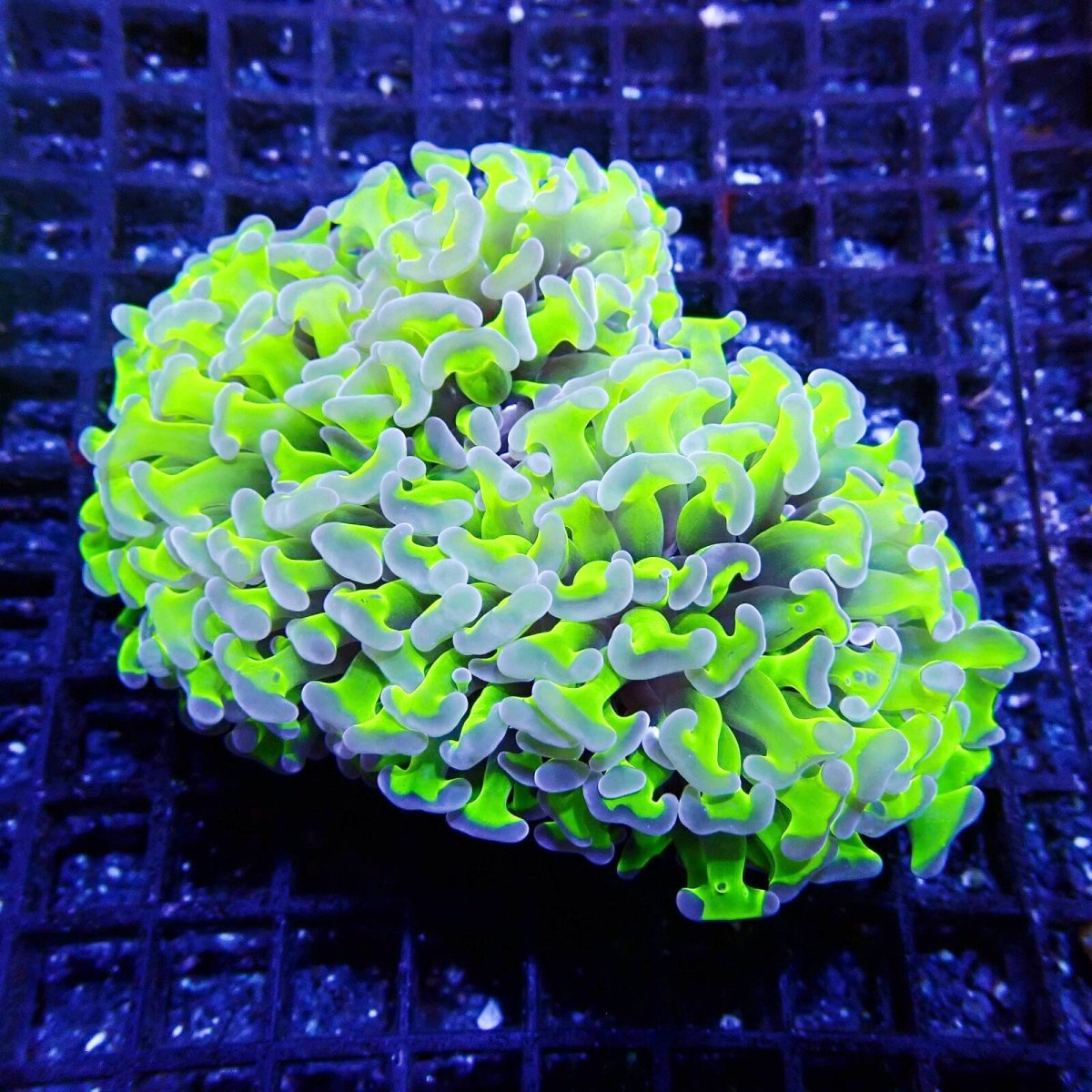 画像1: CF ナガレハナサンゴ Two Tone Green S-size (1)