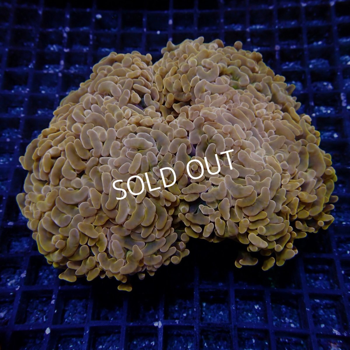 画像1: CF ナガレハナサンゴ  CUSTOM RARE Gold Green Stem L-size (1)