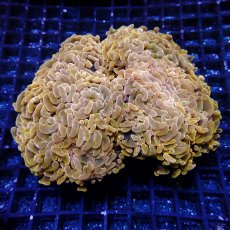 画像1: CF ナガレハナサンゴ  CUSTOM RARE Gold Green Stem L-size (1)