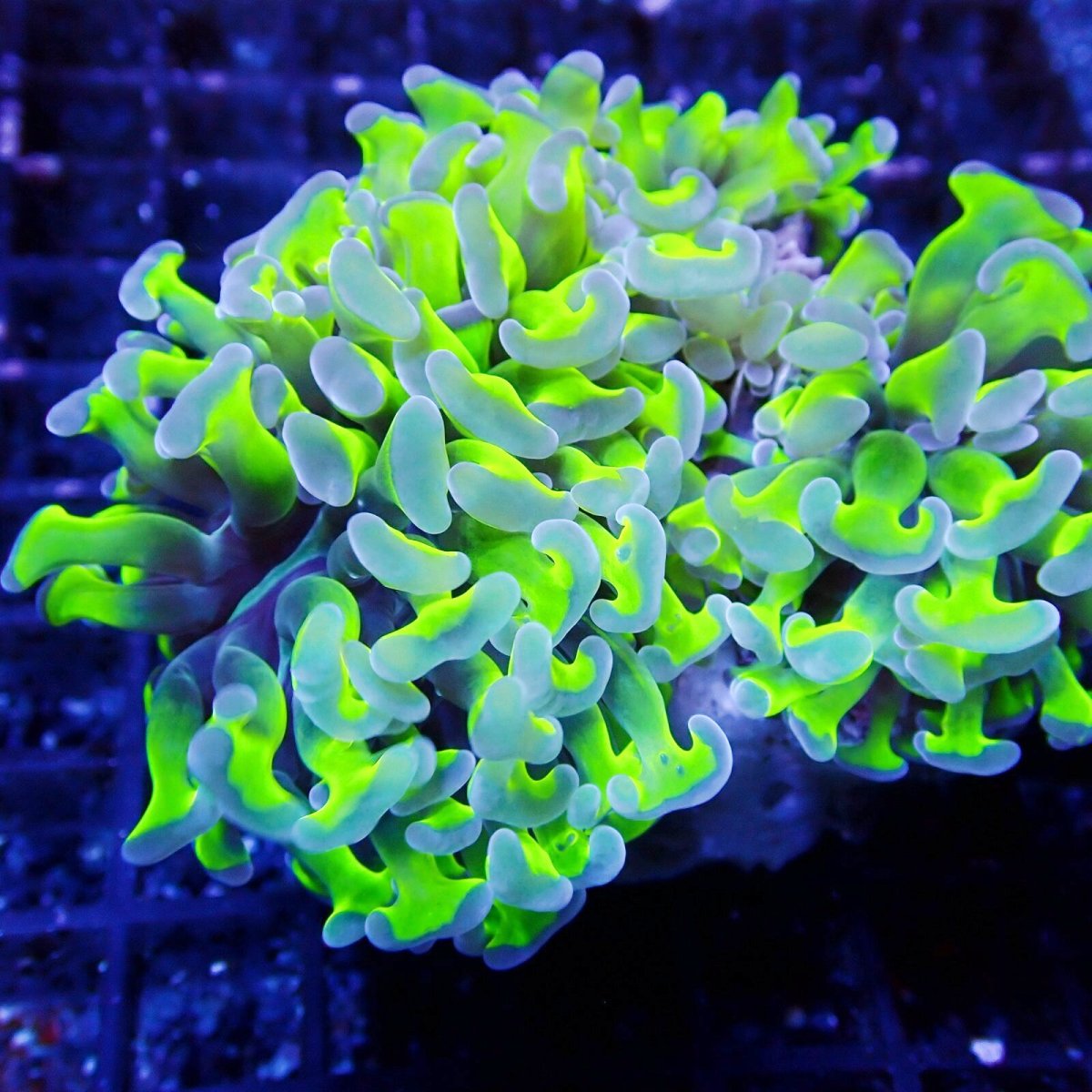 画像2: CF ナガレハナサンゴ Two Tone Green S-size (2)