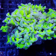 画像2: CF ナガレハナサンゴ Two Tone Green S-size (2)