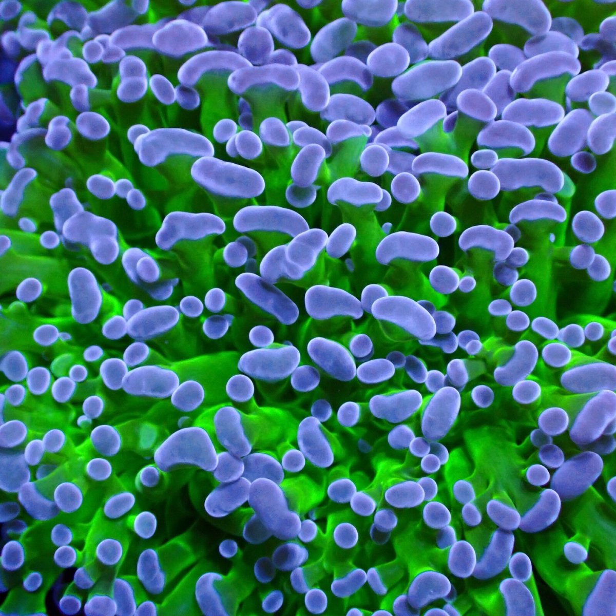 画像3: CF Frammer Coral ナガレハナ×コエダナガレ Two Tone Green M-size (3)