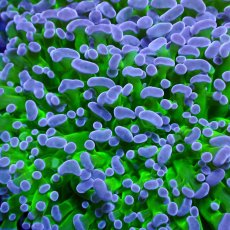 画像3: CF Frammer Coral ナガレハナ×コエダナガレ Two Tone Green M-size (3)