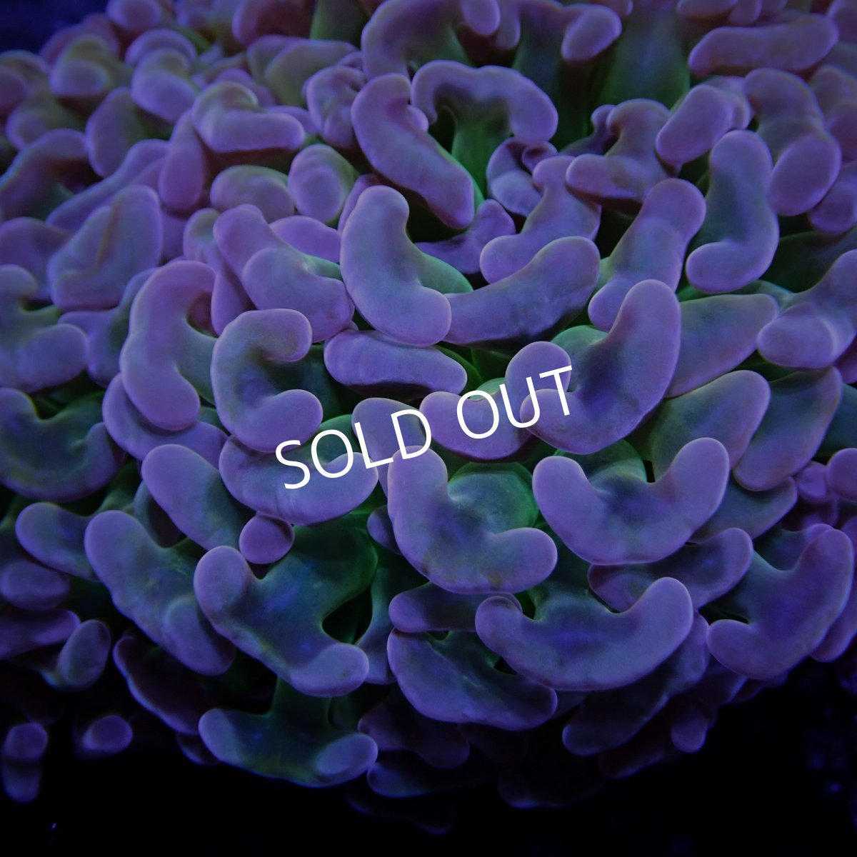 画像2: CF ナガレハナサンゴ CUSTOM RARE Pink Green Stem L-size (2)