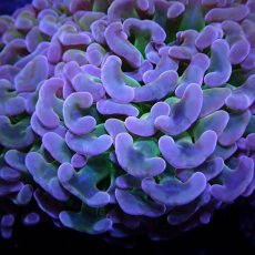 画像2: CF ナガレハナサンゴ CUSTOM RARE Pink Green Stem L-size (2)