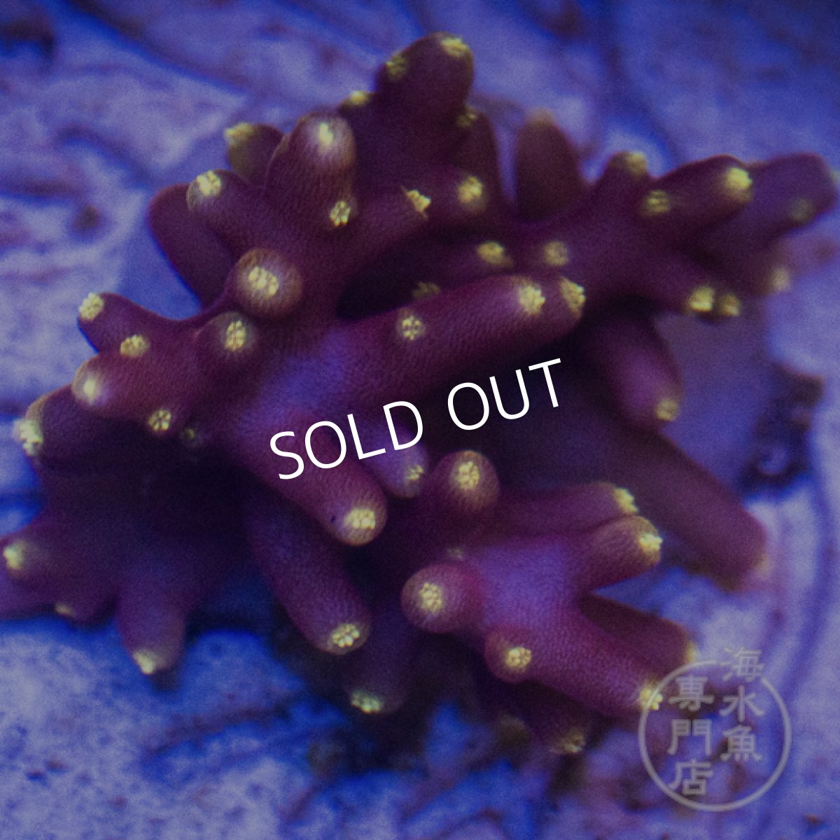 画像3:  CE Acro  Little Red Ferrari  (3)