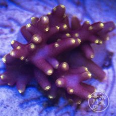 画像3:  CE Acro  Little Red Ferrari  (3)