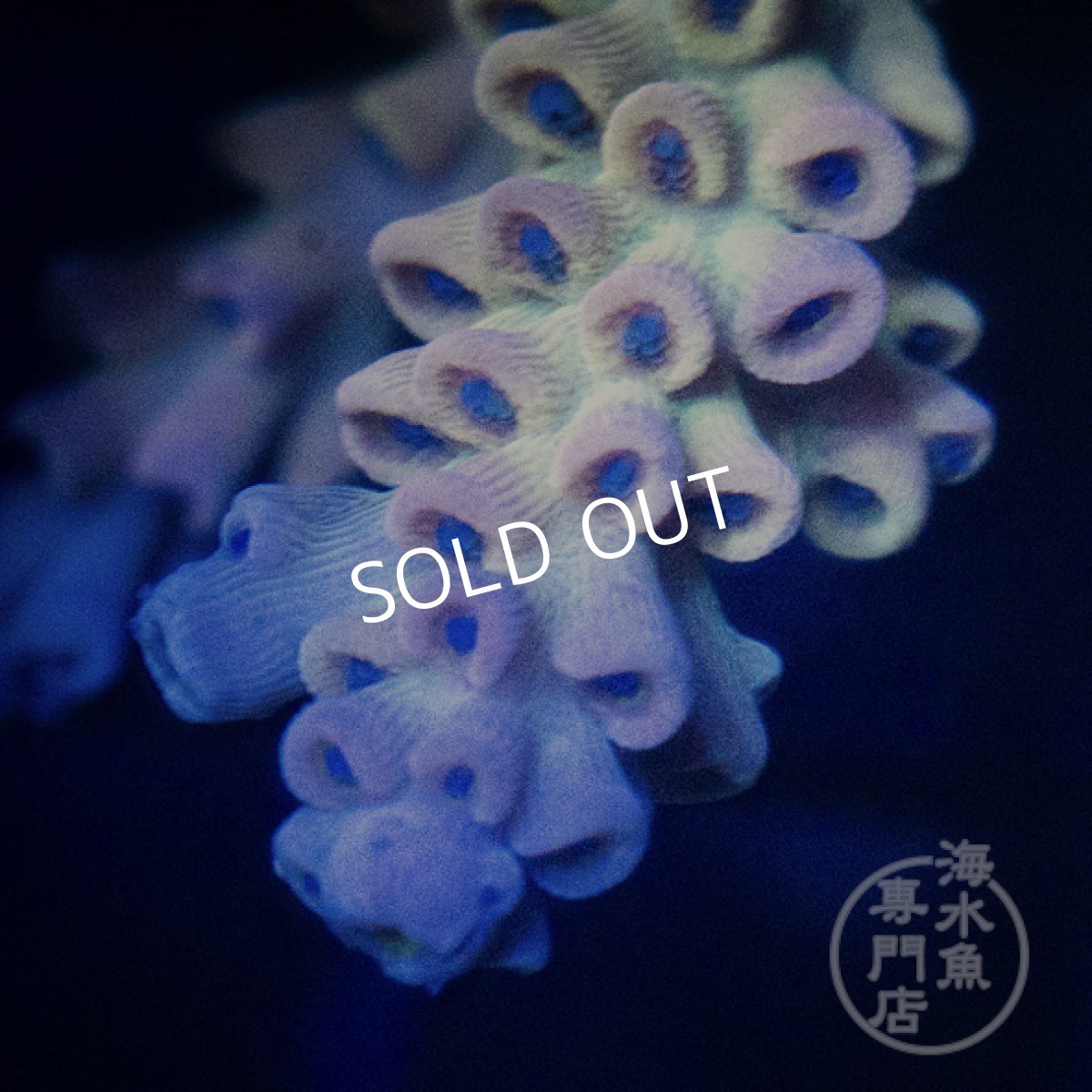 画像3: Coral Focus Acropora  sp. No.95 (3)