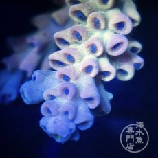 画像3: Coral Focus Acropora  sp. No.95 (3)