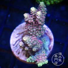 画像1:  CE Acro  Mille Pink No.1 (1)