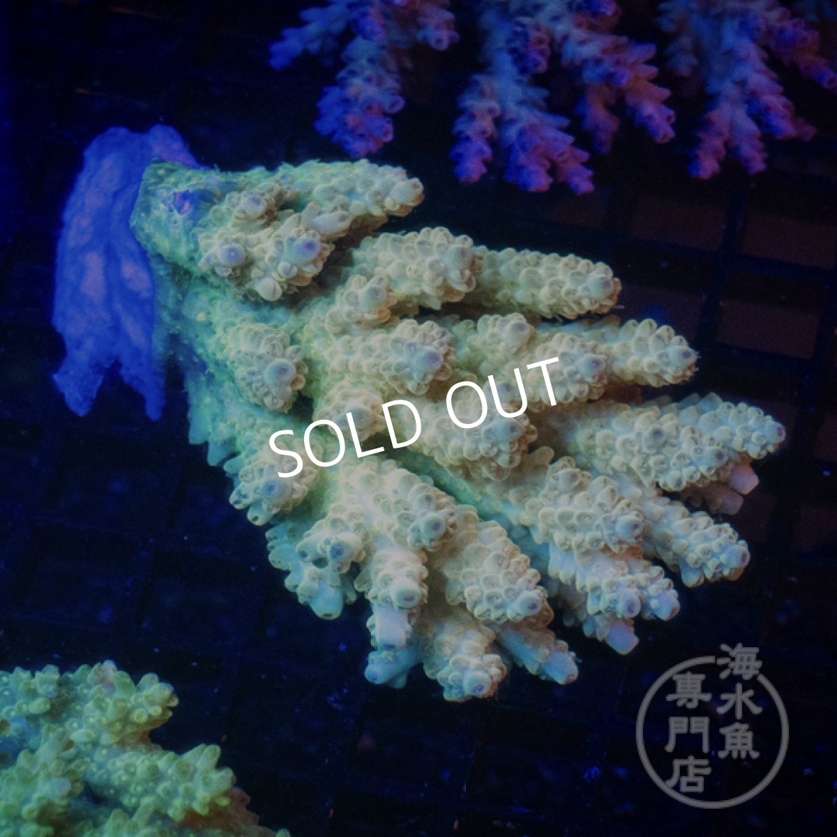 画像1: Coral Focus Acropora  sp. No.105 (1)