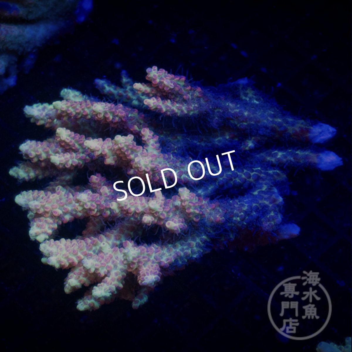 画像1: Coral Focus Acropora  sp. No.100 (1)