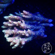 画像1: Coral Focus Acropora  sp. No.100 (1)