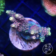 画像2:  CE Acro  Mille Pink No.1 (2)