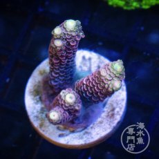 画像2:  CE Acro  Mille Pink No.2 (2)