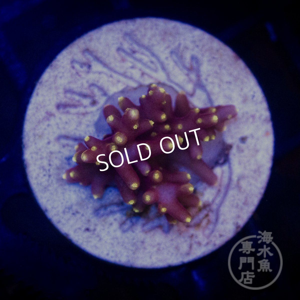 画像2:  CE Acro  Little Red Ferrari  (2)