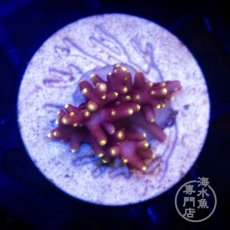 画像2:  CE Acro  Little Red Ferrari  (2)